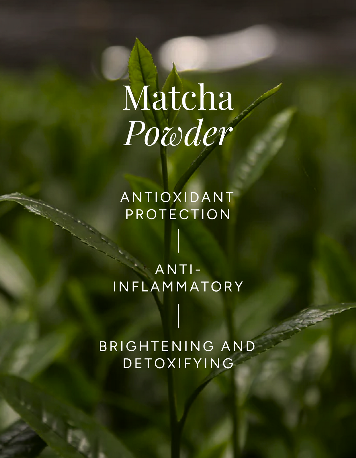 Greenwash Enzyme Cleansing Powder with Organic Matcha